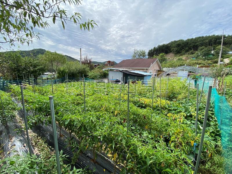 조현초 인근 공도 접한 알땅 200평 이상의 저렴한 전원주택_19