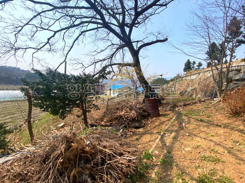 남한강 산책로 근거리에 있는 300평대 땅이 있는 오래된 구옥 매매_20