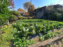 가성비 좋은 3억대로 값싼 약 240평 부지의 남향 주택!소나무가 경계수로 프라이빗함 업!_썸네일_7