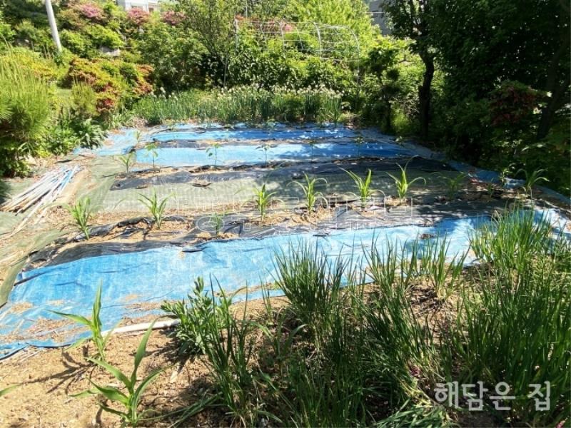 500평 넓은 부지 가진 남향 철근콘크리트 주택! 1중 근생시설허가남!_22