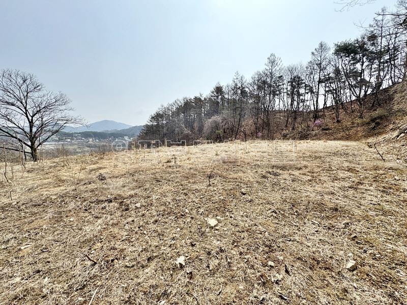 완만한 숲세권의 탁트인 전망으로 떠오르는 태양을 바라보는 멋진 입지_2