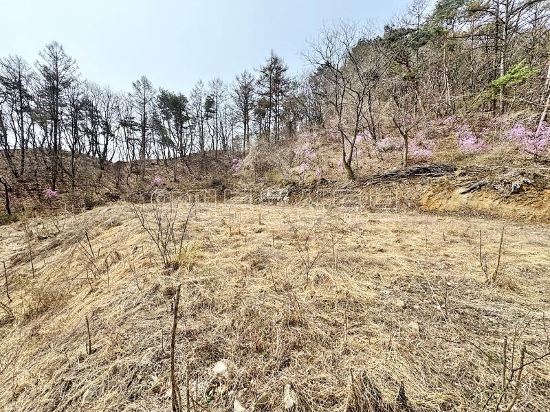 완만한 숲세권의 탁트인 전망으로 떠오르는 태양을 바라보는 멋진 입지_10