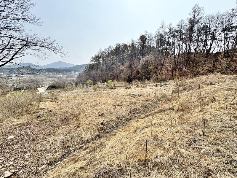 완만한 숲세권의 탁트인 전망으로 떠오르는 태양을 바라보는 멋진 입지_11