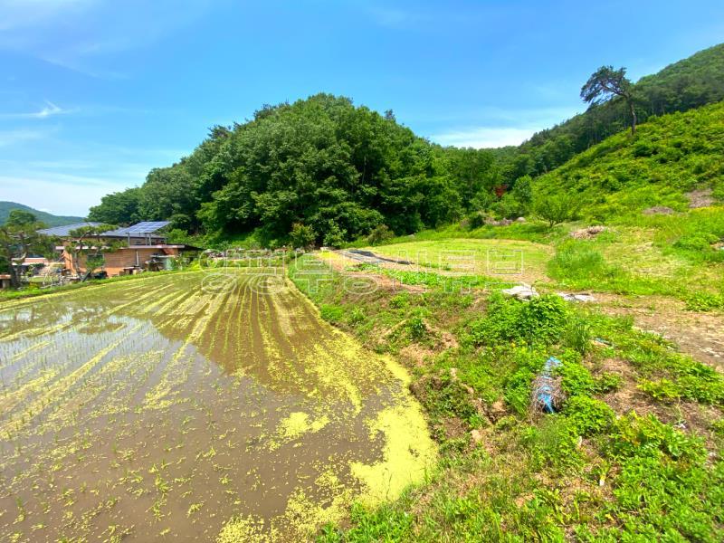 전수저수지 인근 산아래 한적한 곳에 있는 계획관리지역내 600평대 토지_21