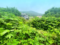 부산~철원까지 37번국도 90m 접근성 좋은  완경사 토지_썸네일_2