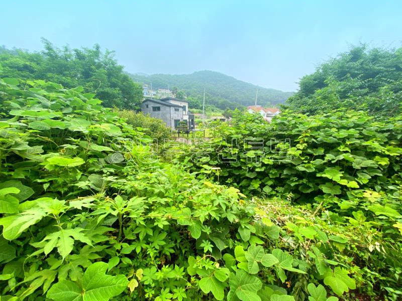 부산~철원까지 37번국도 90m 접근성 좋은  완경사 토지_2
