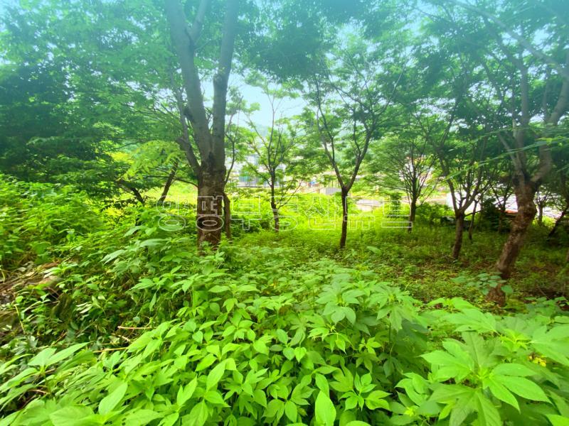 부산~철원까지 37번국도 90m 접근성 좋은  완경사 토지_5