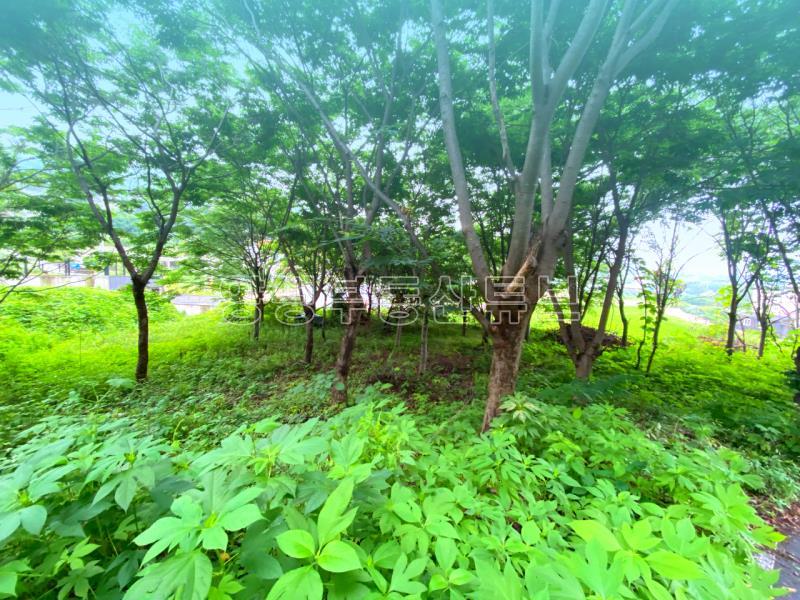 부산~철원까지 37번국도 90m 접근성 좋은  완경사 토지_7