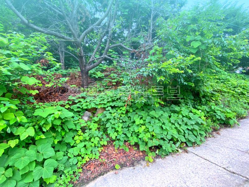 부산~철원까지 37번국도 90m 접근성 좋은  완경사 토지_14