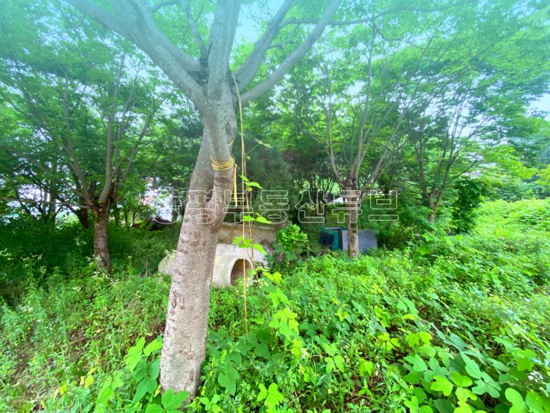 부산~철원까지 37번국도 90m 접근성 좋은  완경사 토지_18