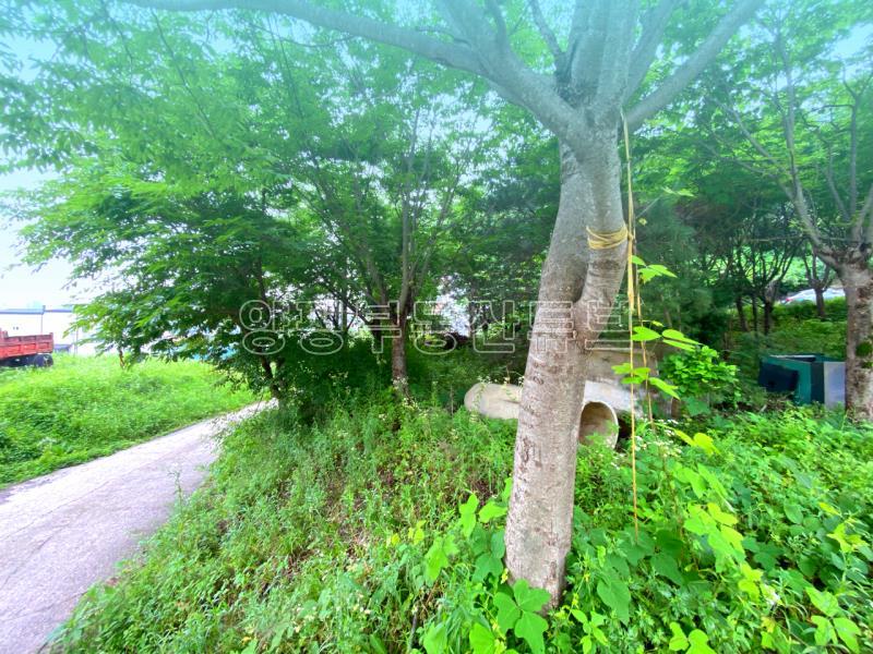 부산~철원까지 37번국도 90m 접근성 좋은  완경사 토지_19