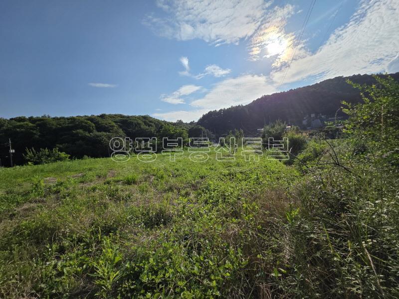 용문산관광단지 2차선 중심도로변에 있는 784평의 넓은 땅_3