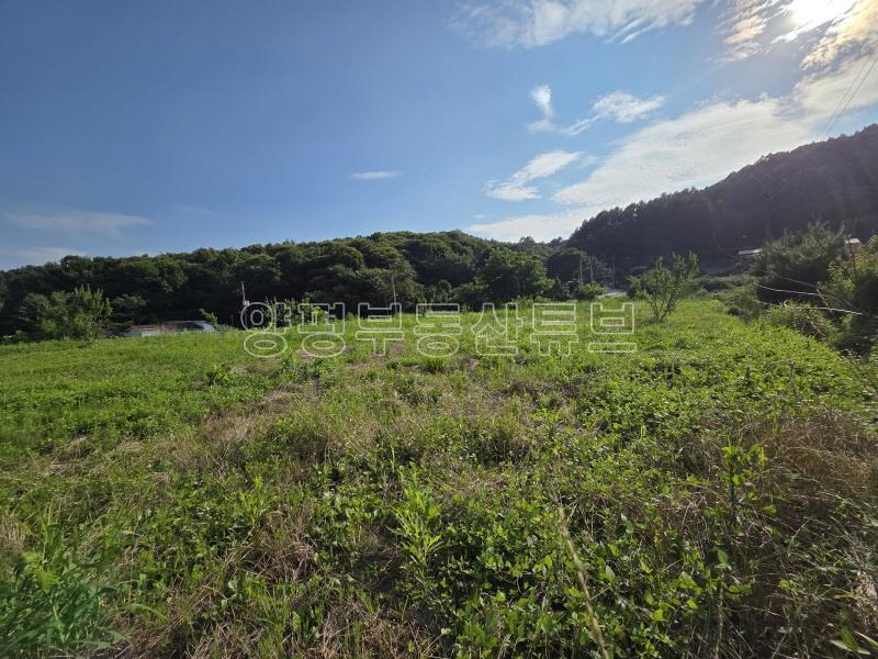 용문산관광단지 2차선 중심도로변에 있는 784평의 넓은 땅_4
