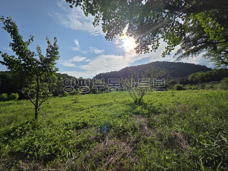 용문산관광단지 2차선 중심도로변에 있는 784평의 넓은 땅_12