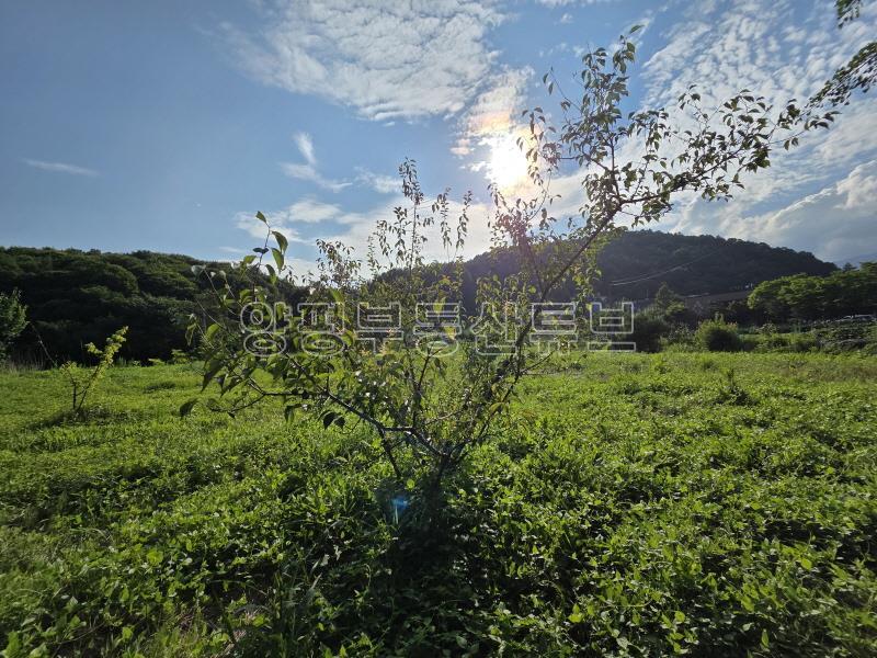 용문산관광단지 2차선 중심도로변에 있는 784평의 넓은 땅_17