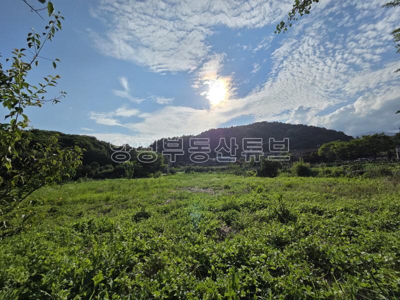 용문산관광단지 2차선 중심도로변에 있는 784평의 넓은 땅_19