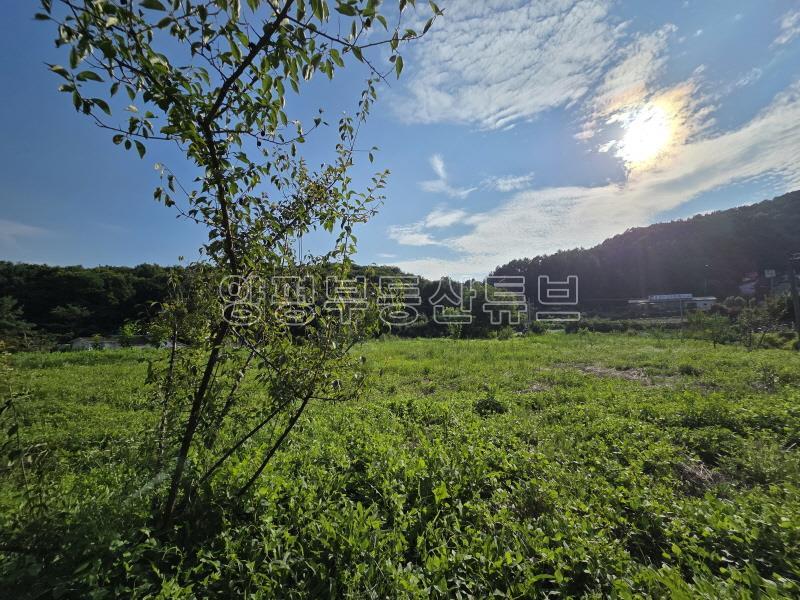 용문산관광단지 2차선 중심도로변에 있는 784평의 넓은 땅_20