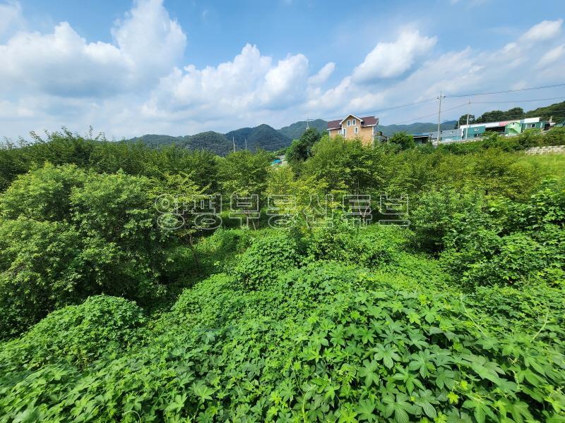 6번국도 접근성 좋은 벗나무가 많은 넓은 토지_22
