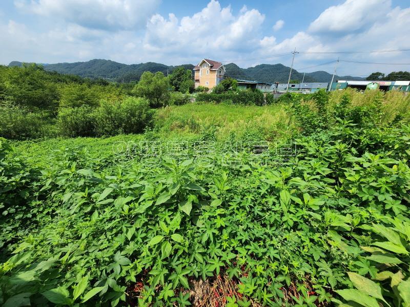 6번국도 접근성 좋은 벗나무가 많은 넓은 토지_24
