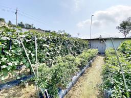 88번 지방도 근접하고 국유지 도로 접한  창고가 있으며 전 335평  농림지역 토지 매매_썸네일_9