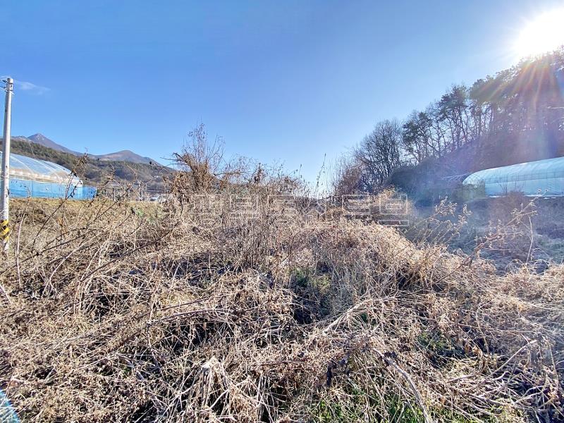 37번 국도 인근의 토지로 구거와 접하고 종중 땅과 접한 8천만원대 토지_12