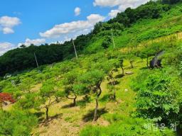 하이킹도로 변 진출입 용이한 위치의 소나무 식재되어 있는 토지
